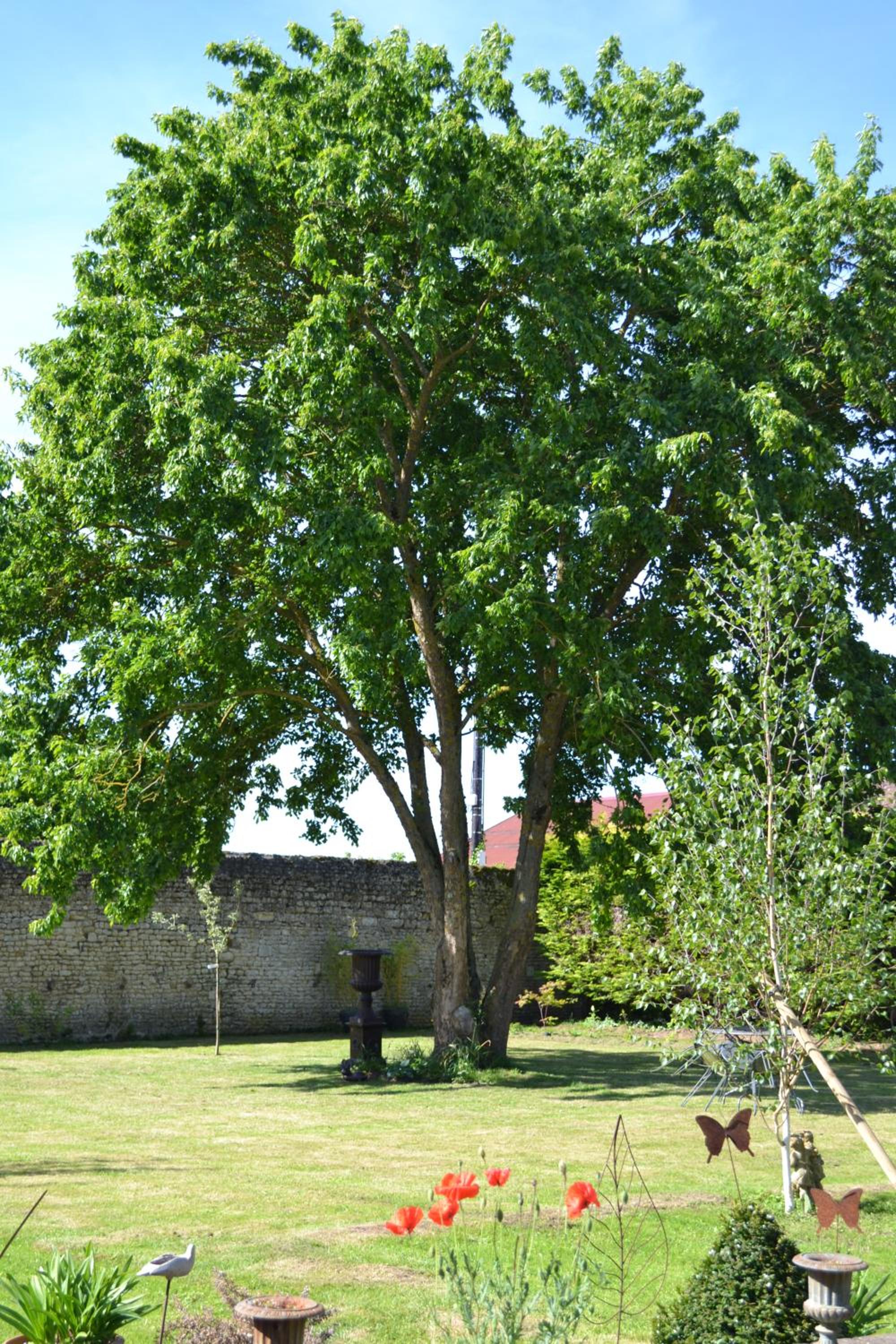 La Maison Des Buis