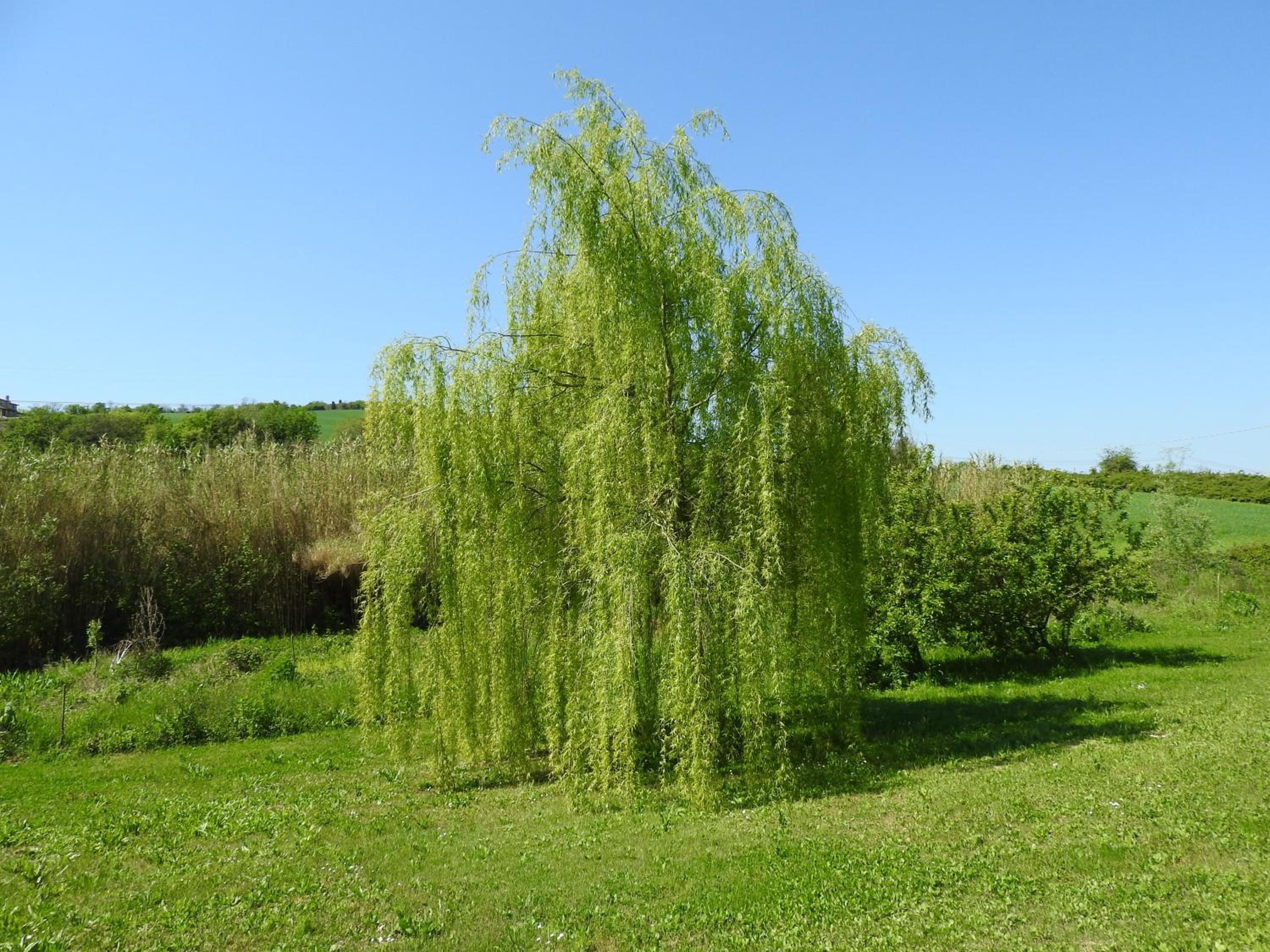 Photo 27