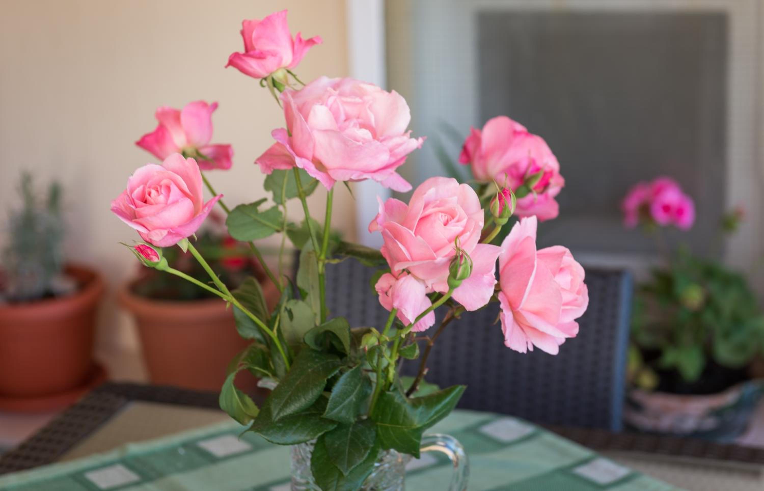 Apartment Timea