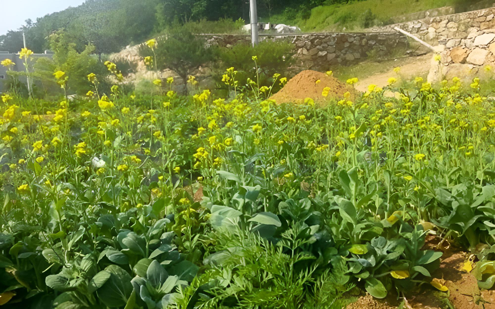 Yangju Jangheung Healing Pension