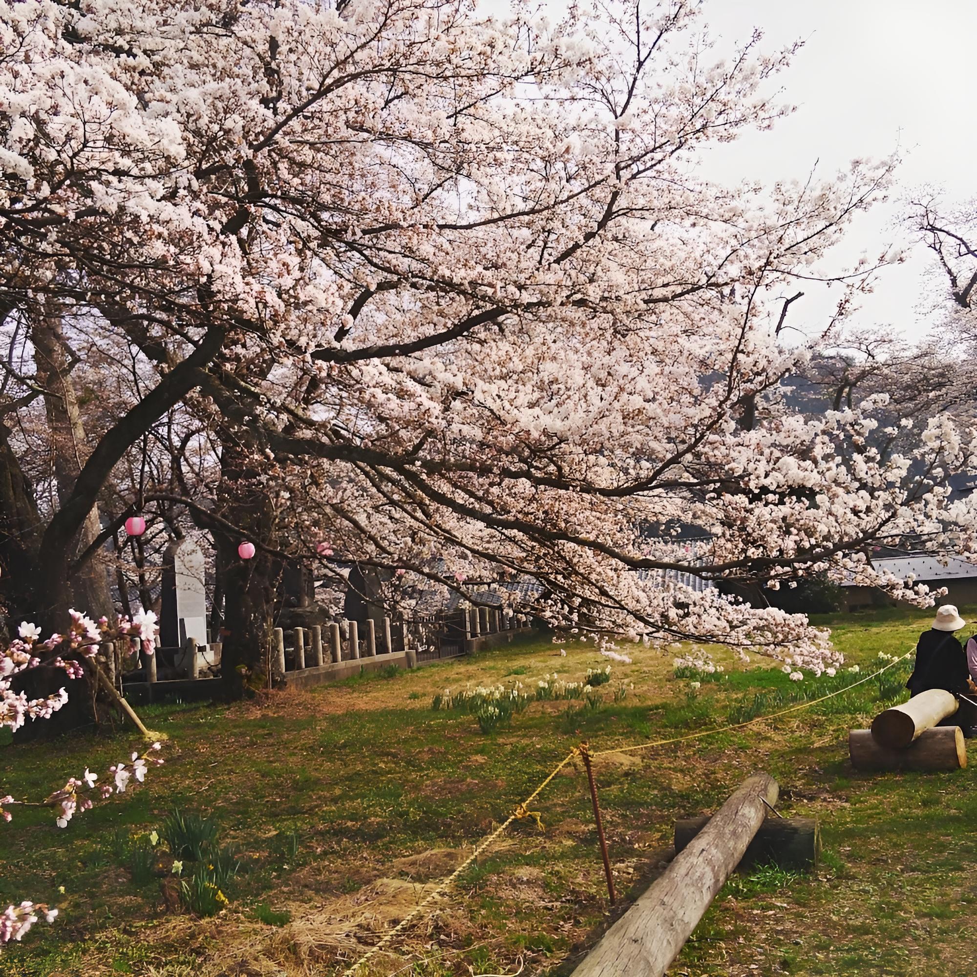 Nashikisou