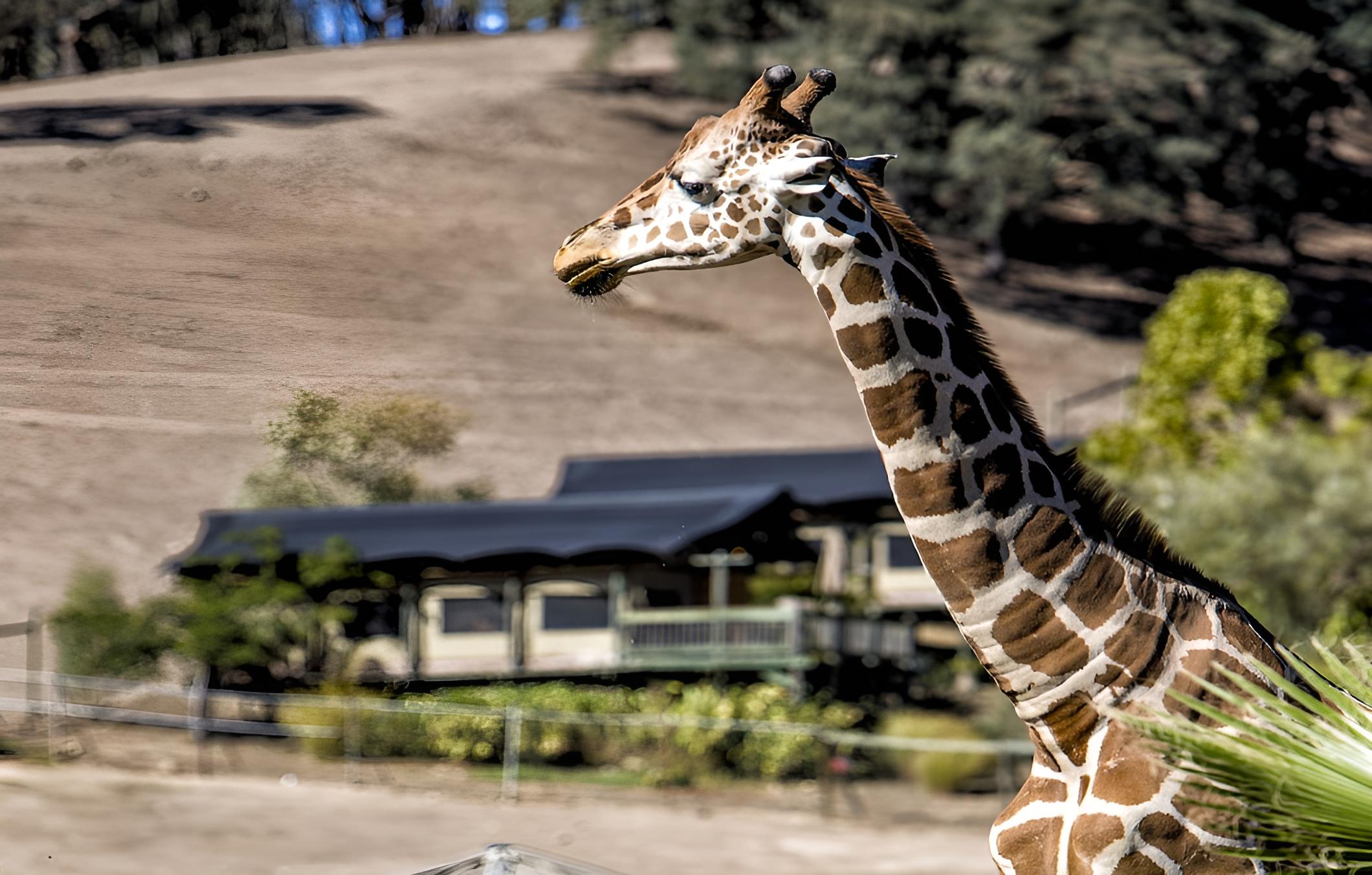 Safari West, Foto 10