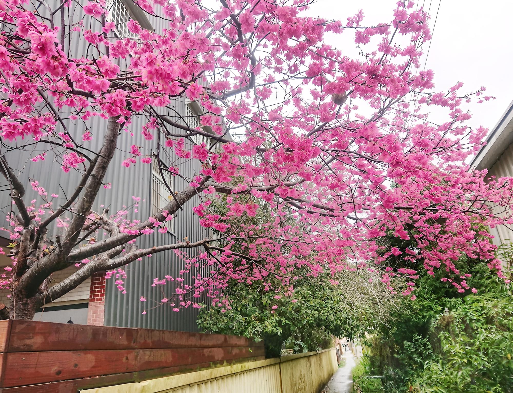 Xinshe Homestay