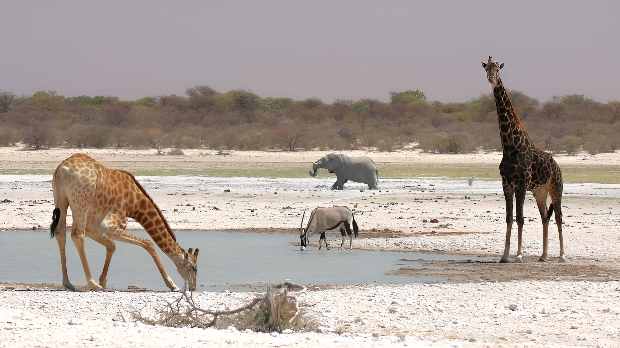 Khamab Kalahari Reserve