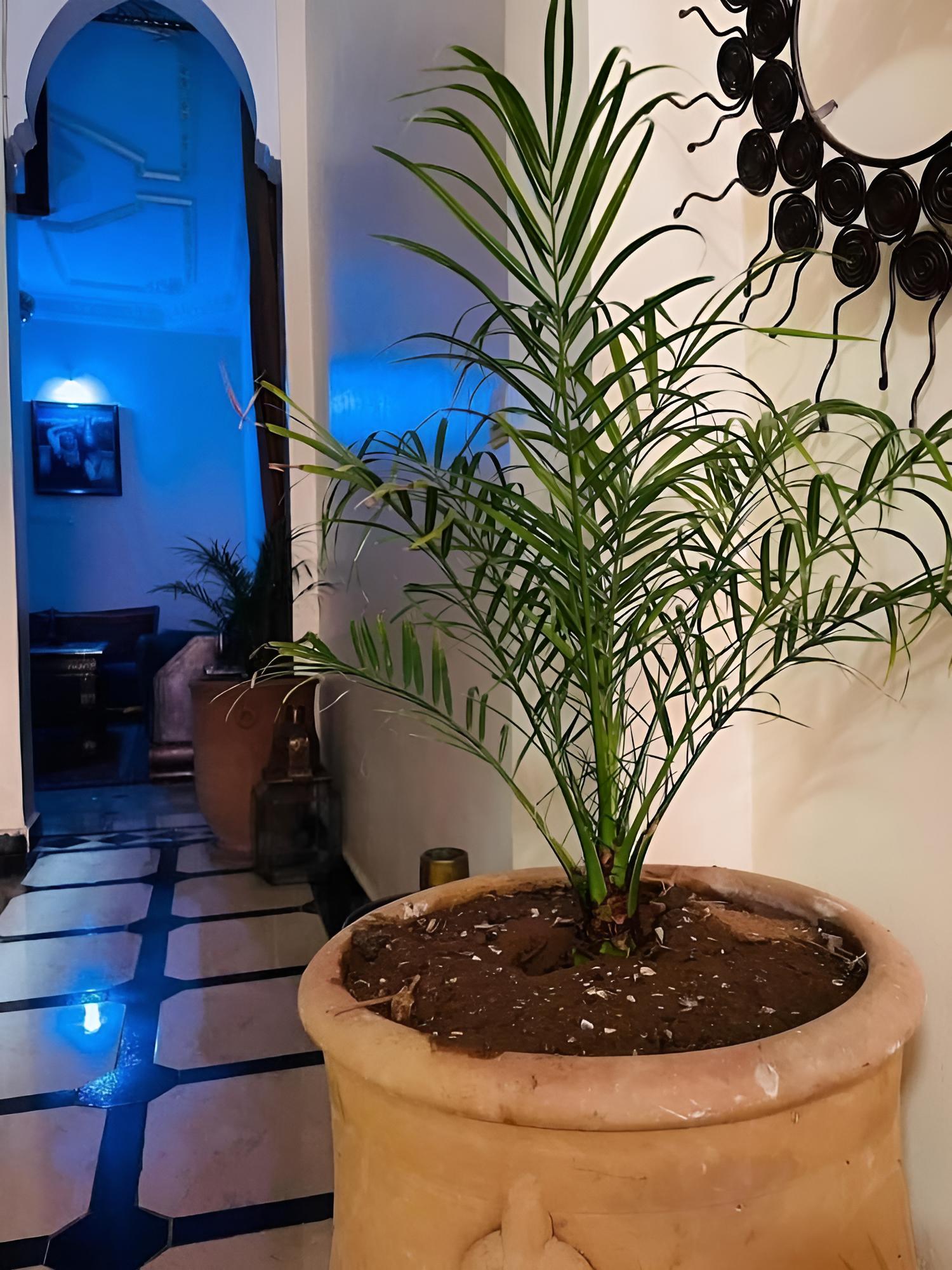 Riad Terrasse MS Holiday Medina