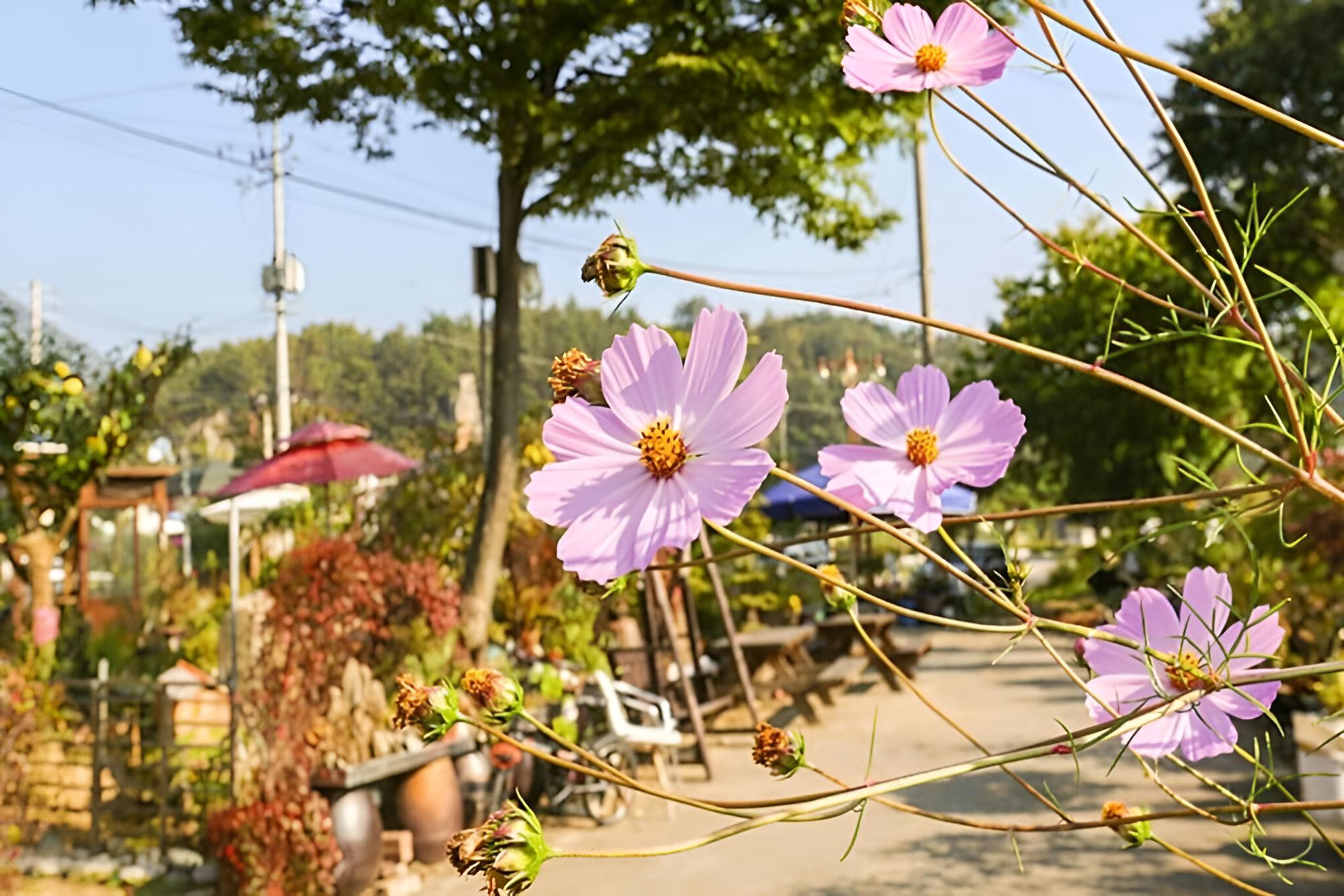 Danyang Sainam Landscape Pension