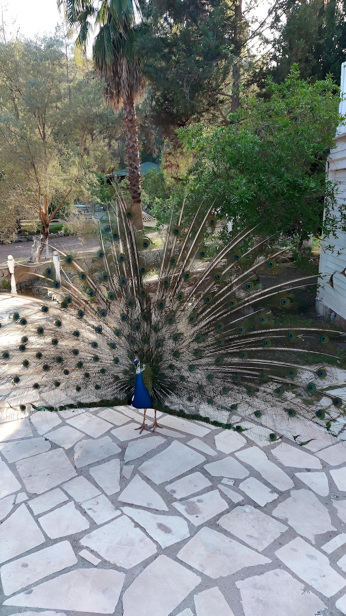Olympos Angels Garden