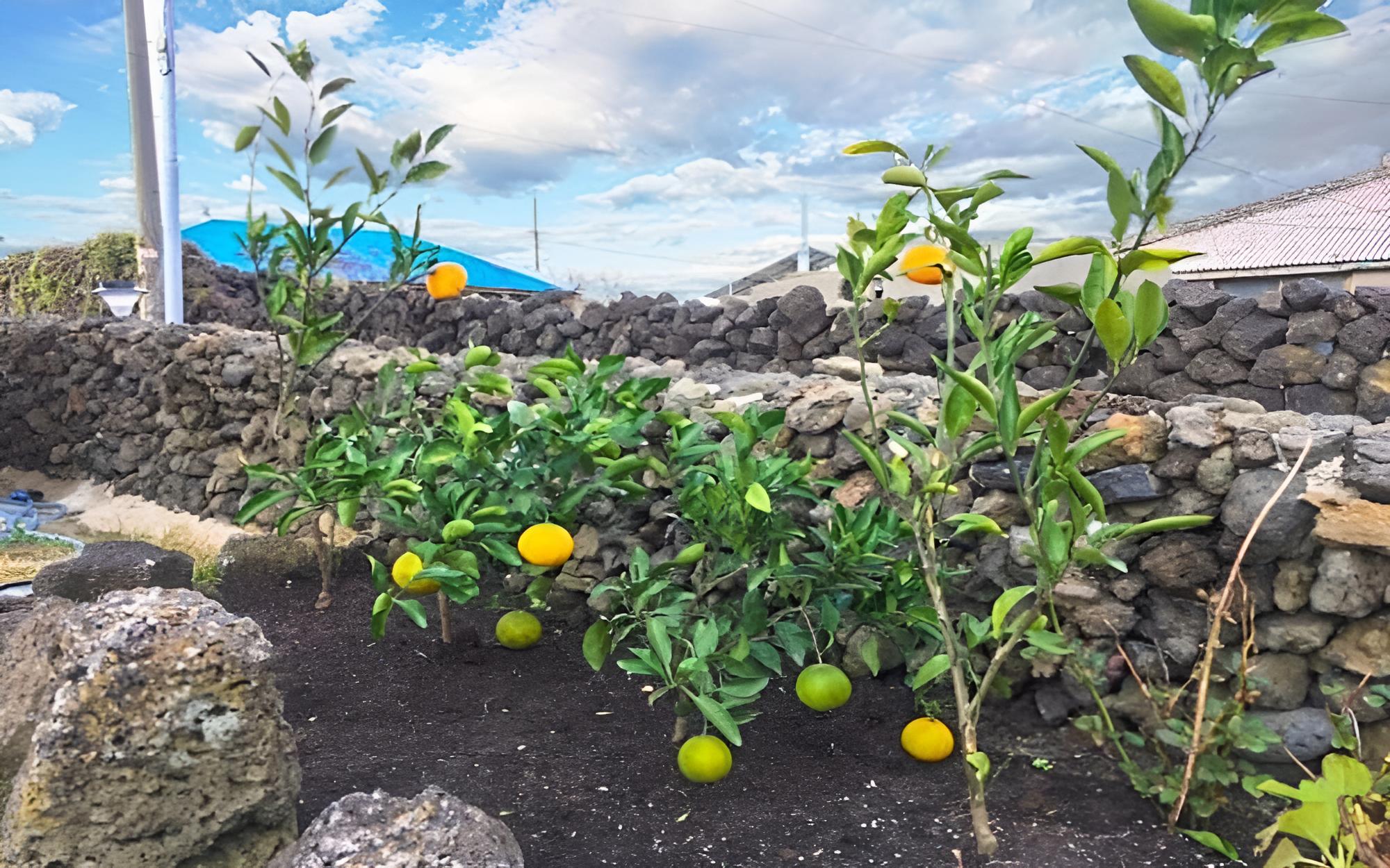 Jeju Woljeong Peanuts Pension