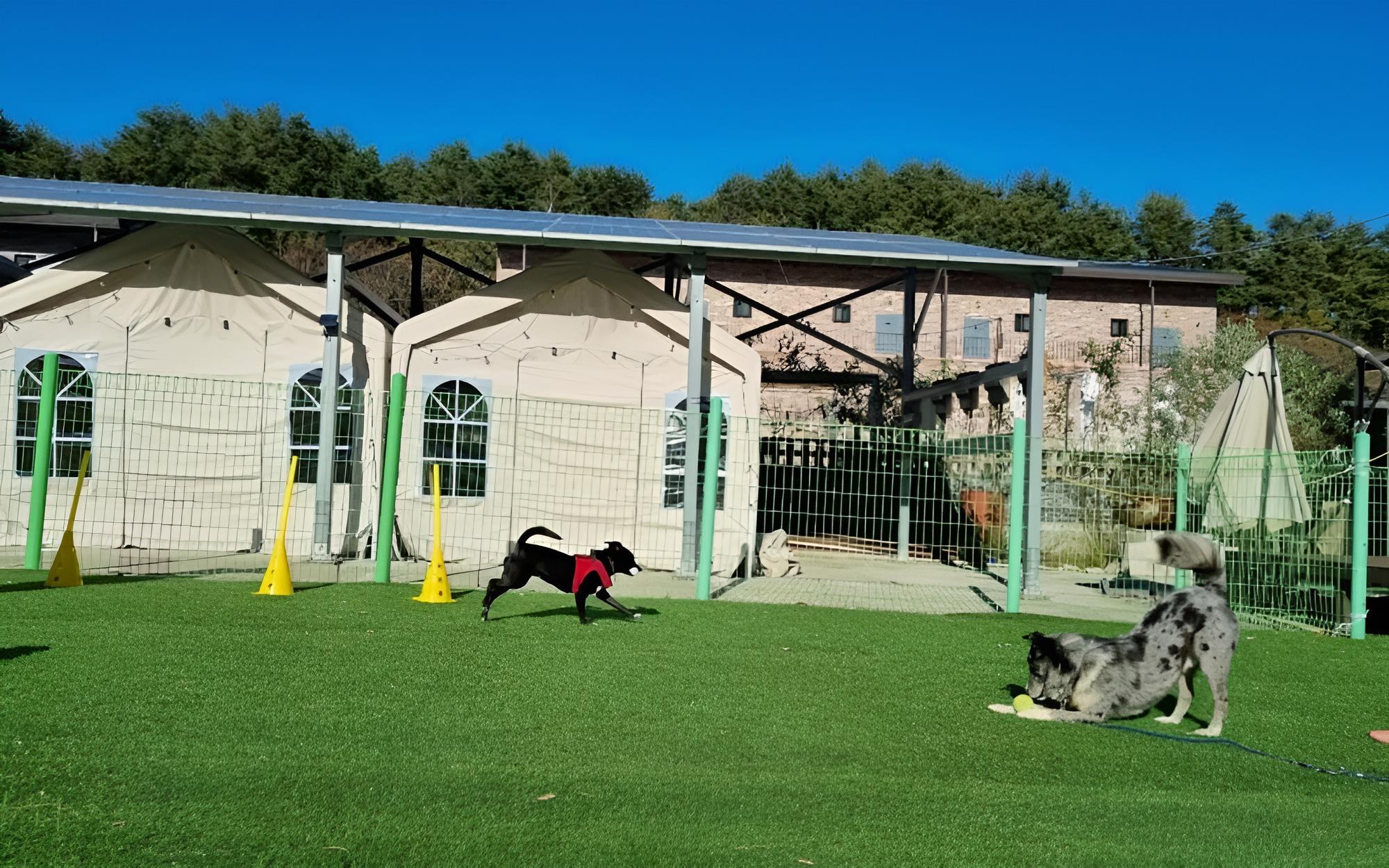 Gangneung Nine One Dog Pension