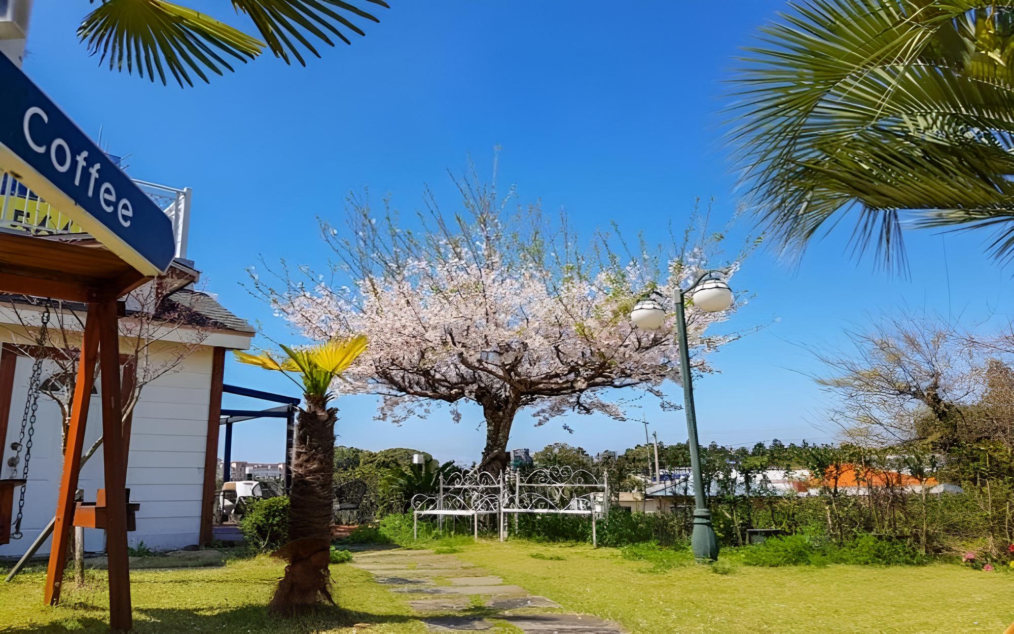 Seogwipo Sotong Pension view 4