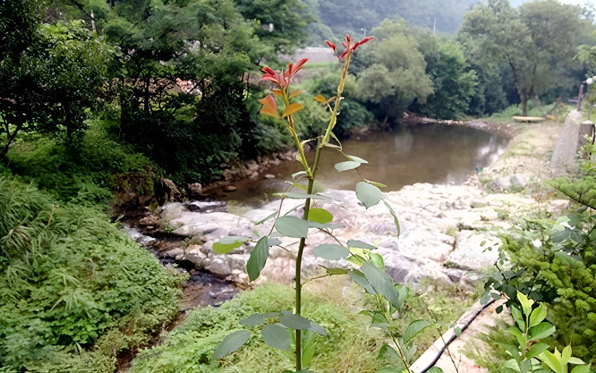 Chuncheon Supsogiyagi Pension