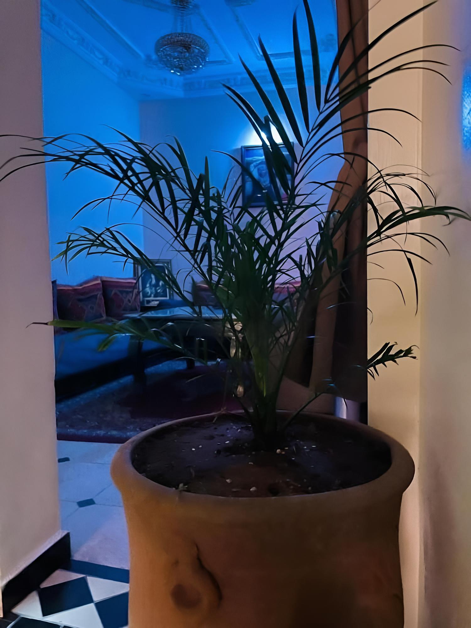 Riad Terrasse MS Holiday Medina