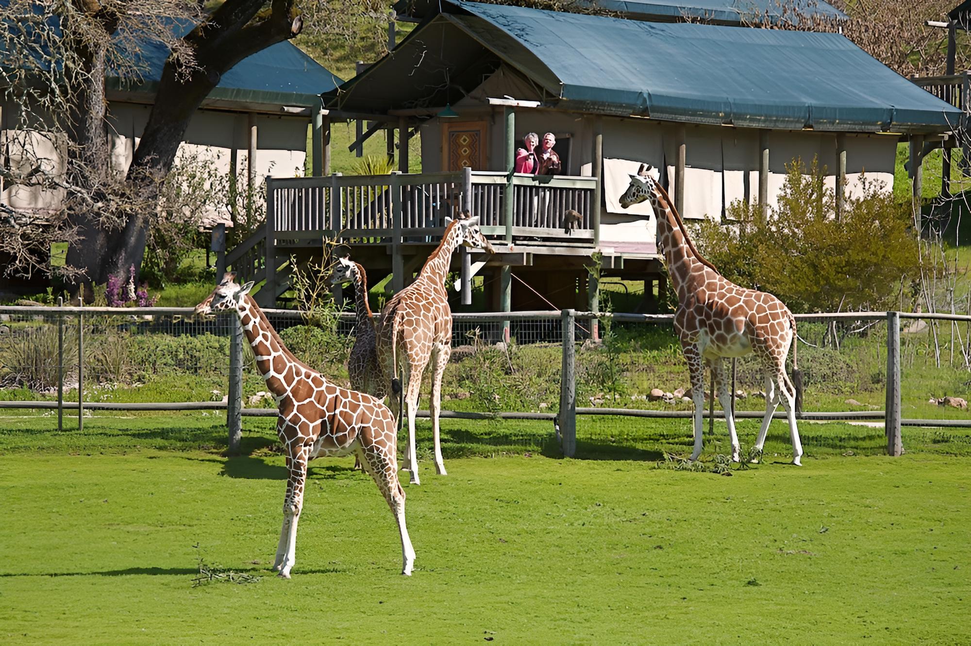 Safari West, Foto 8