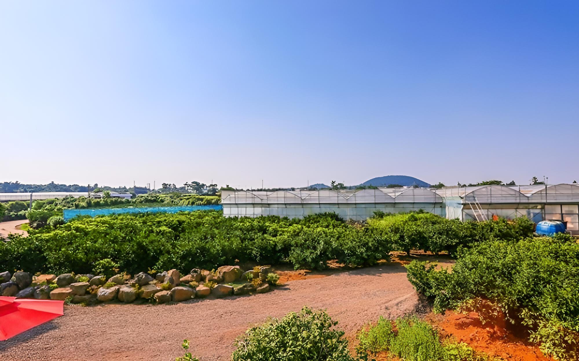 Jeju Osaekgyul Cheheom Pension