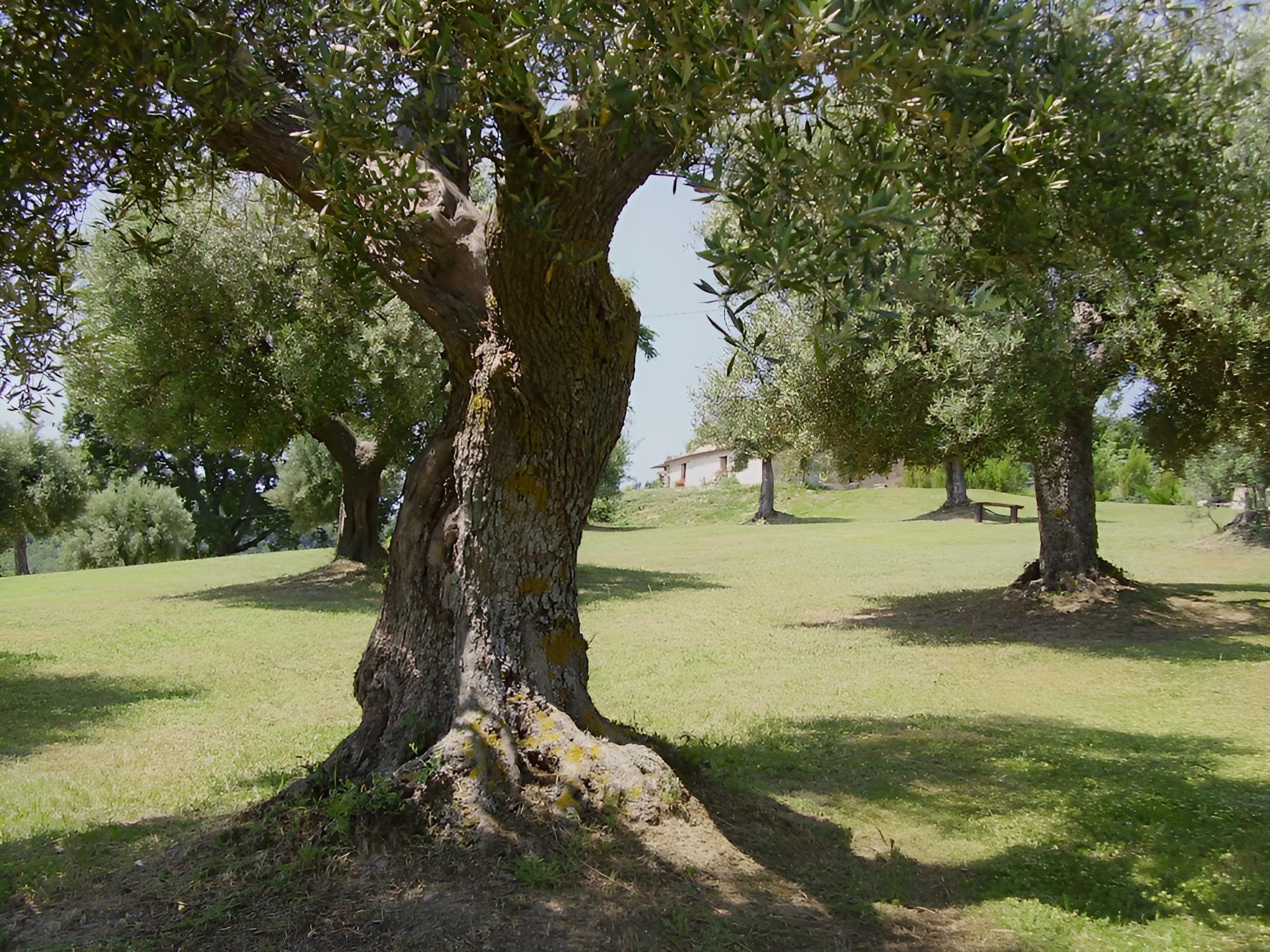 Il Sorger del Sole