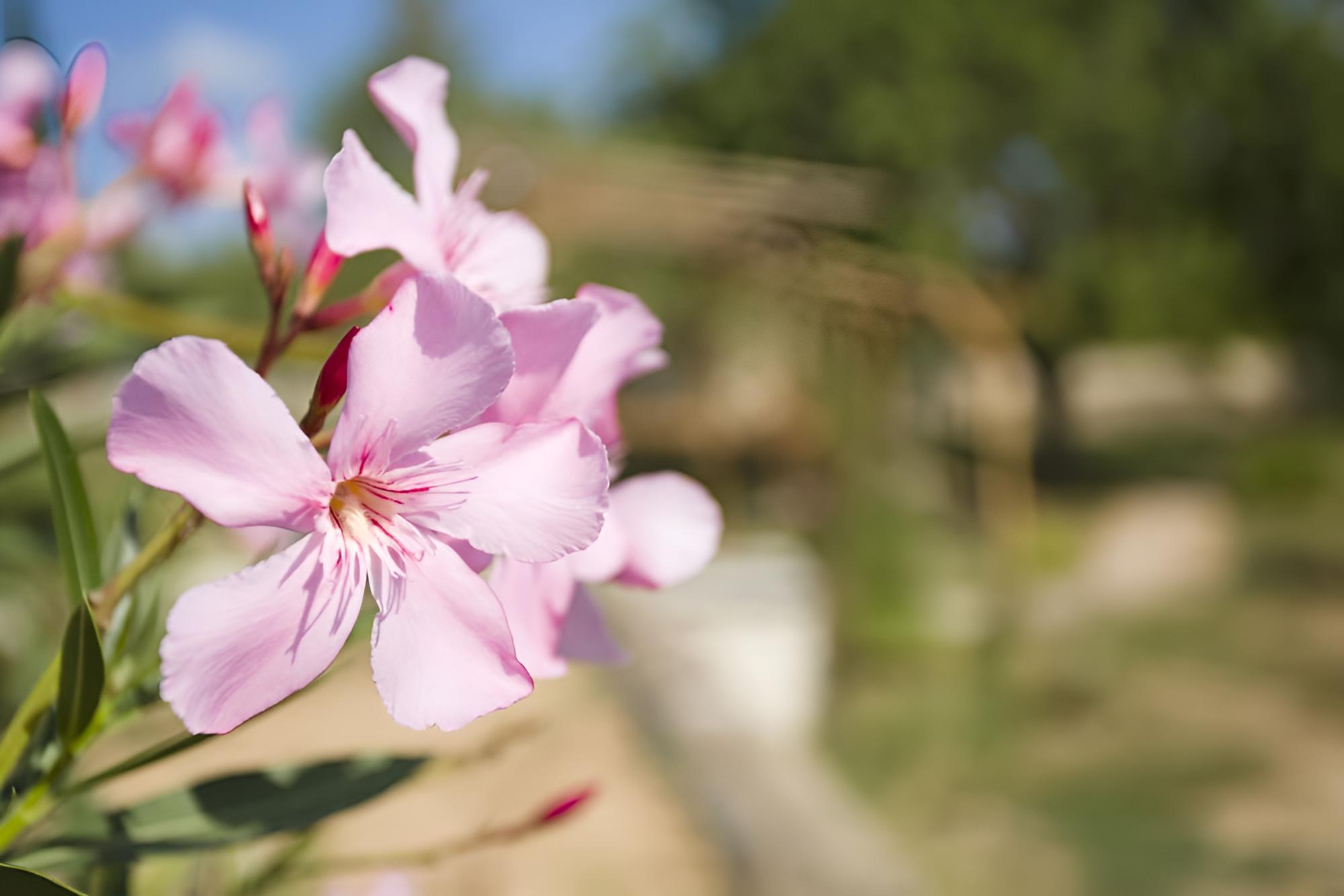Las Mariposas Ibiza