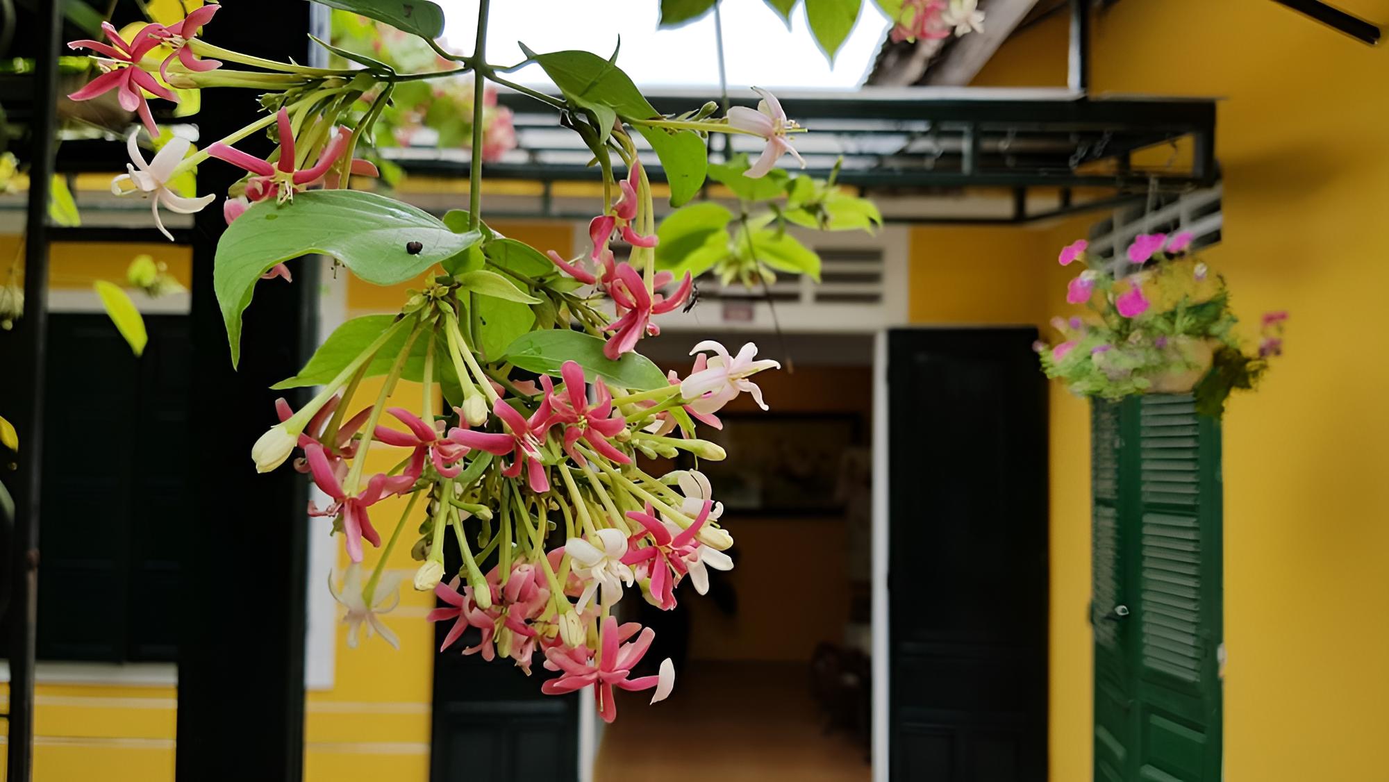 Lotus House