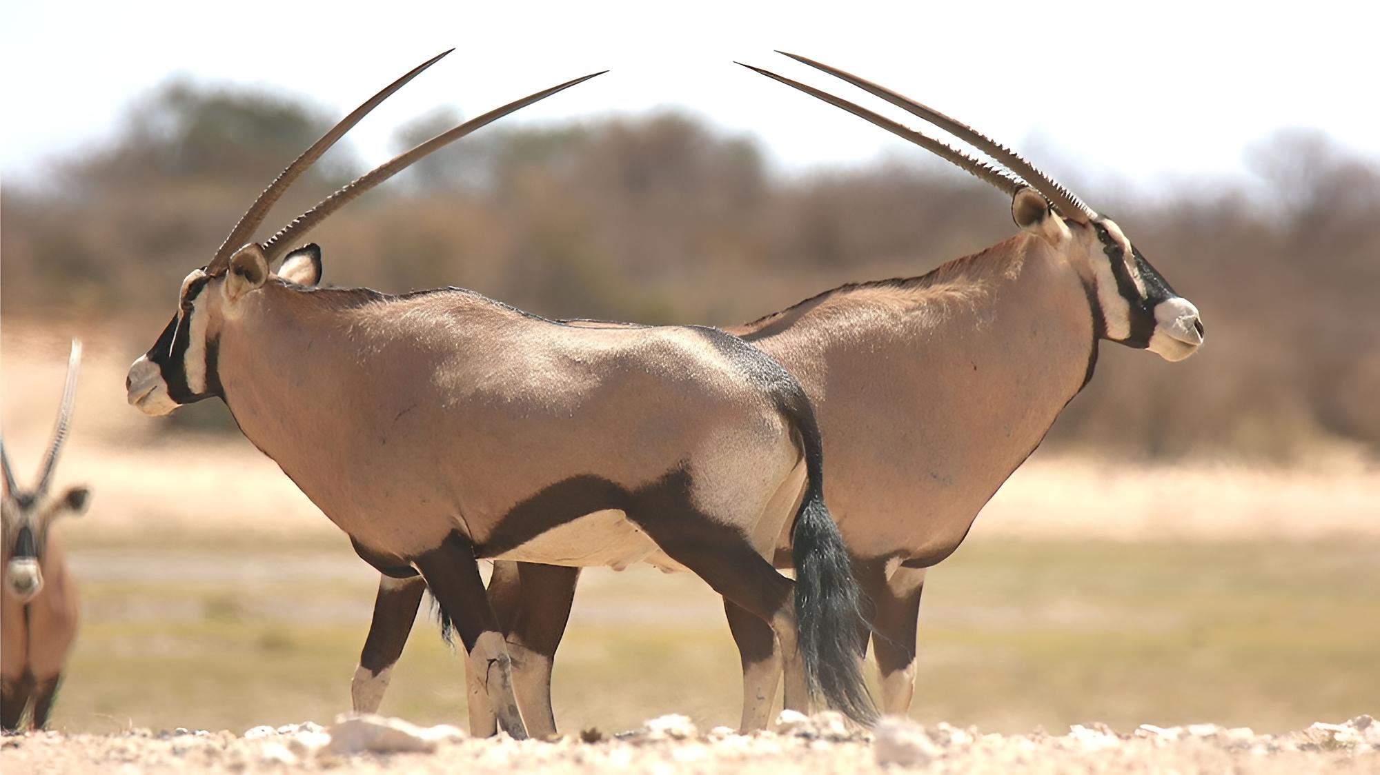 Khamab Kalahari Reserve
