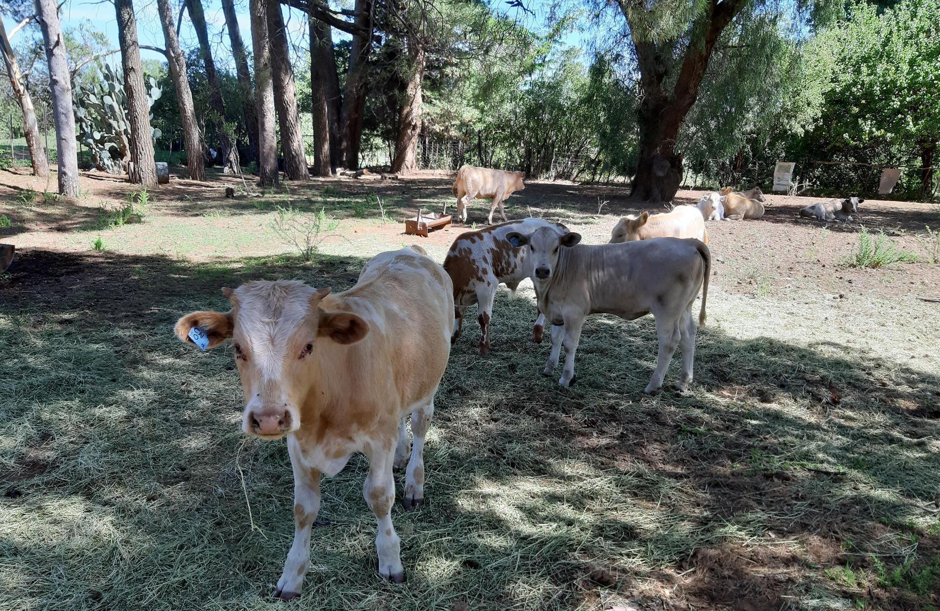 Conville Guest Farm, photo 6