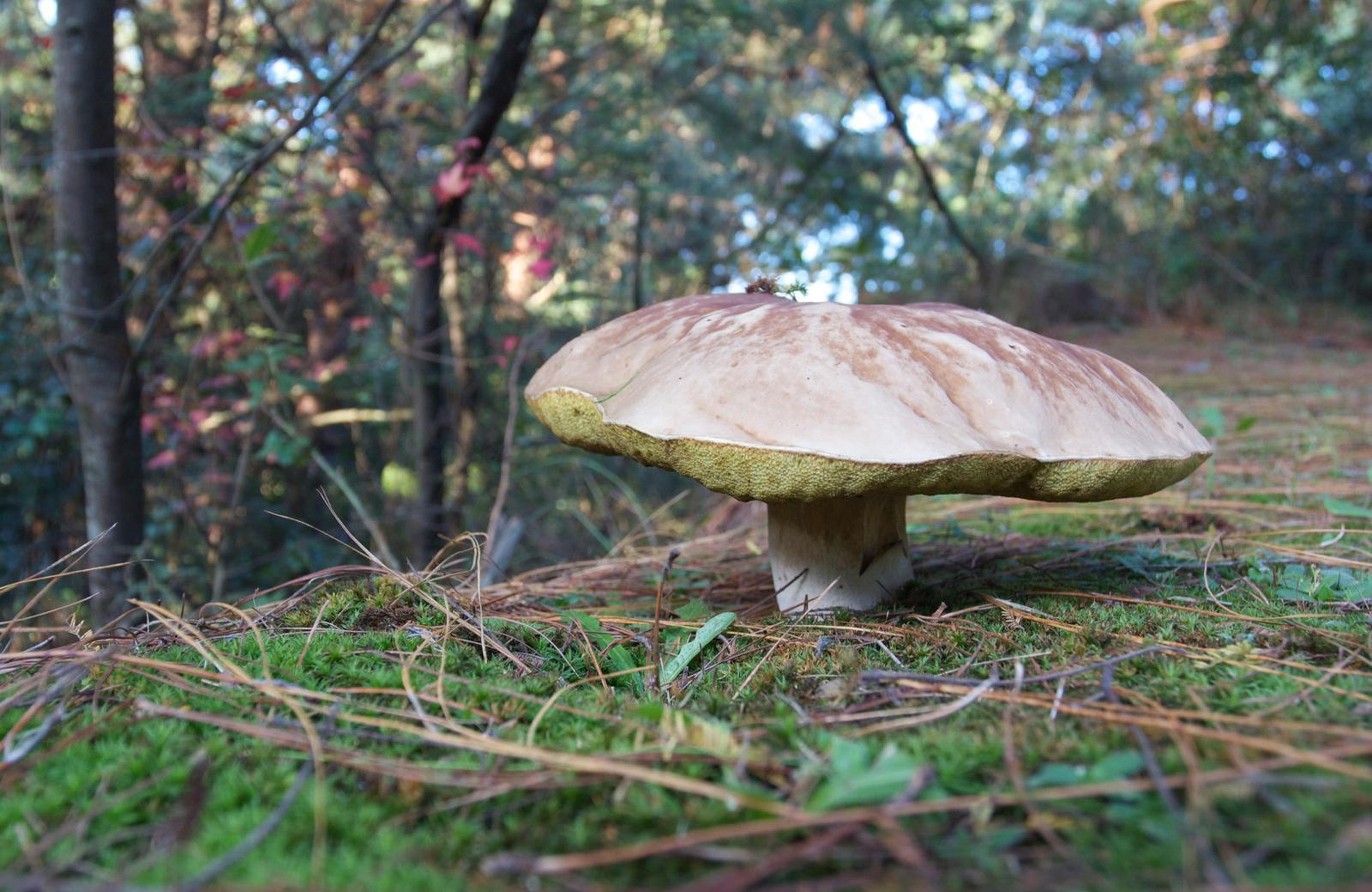 Woodcroft, photo 3