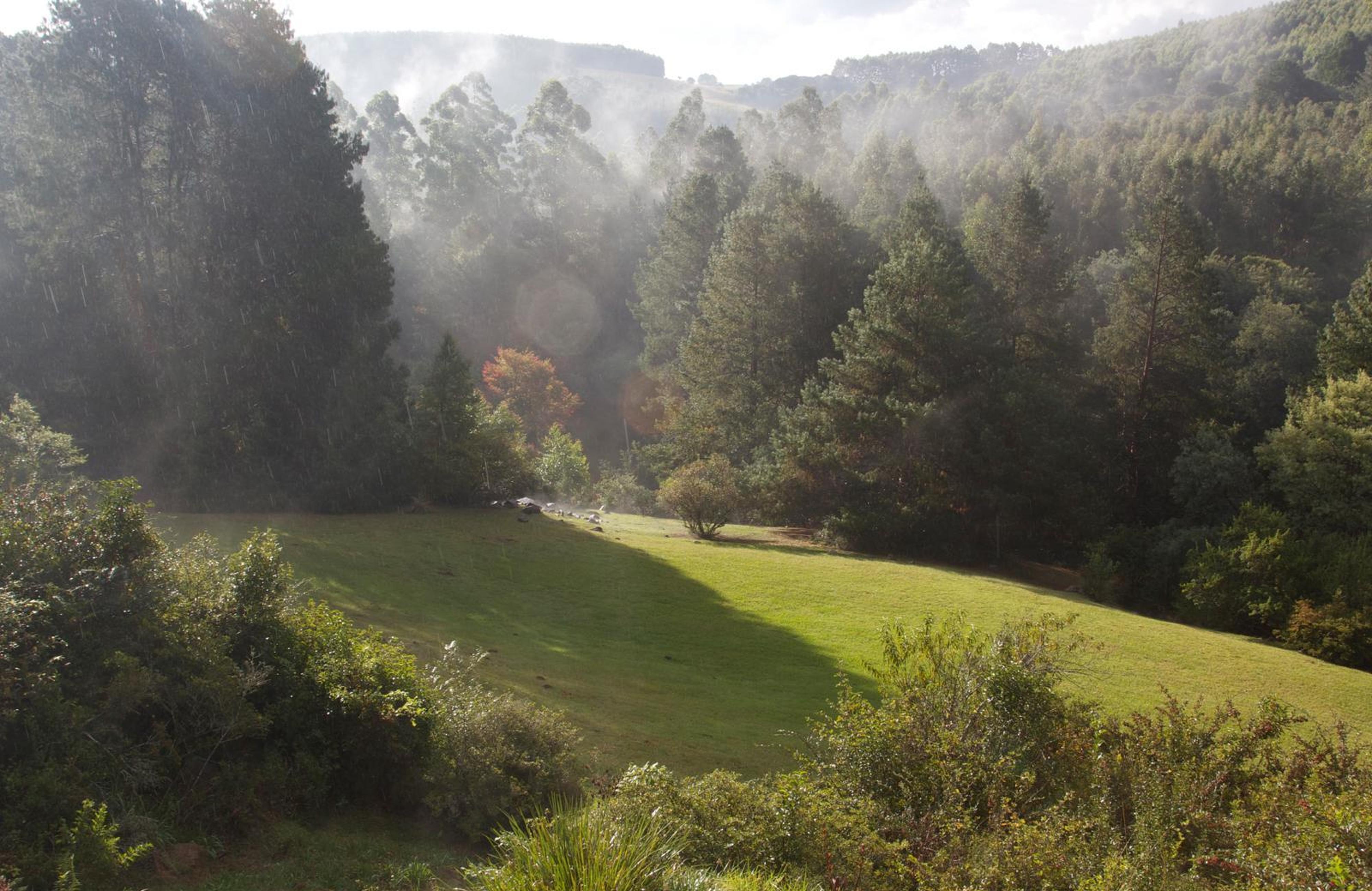 Woodcroft, photo 9