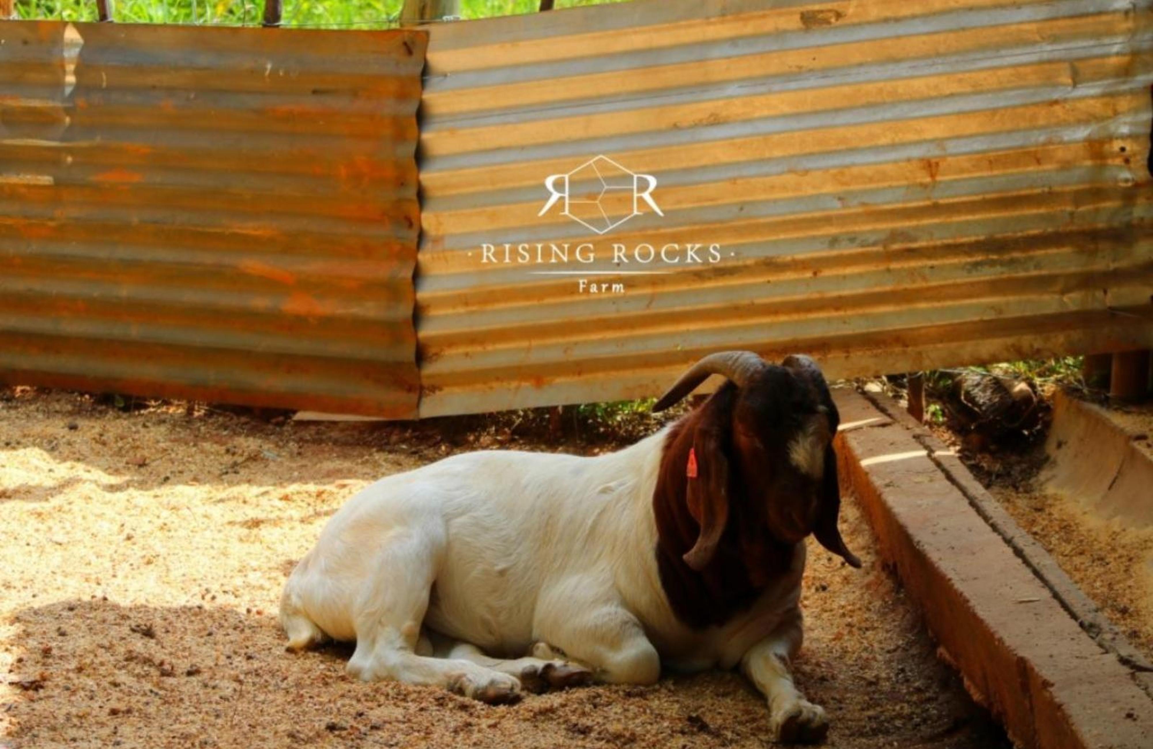 Rising Rocks Farm, photo 16