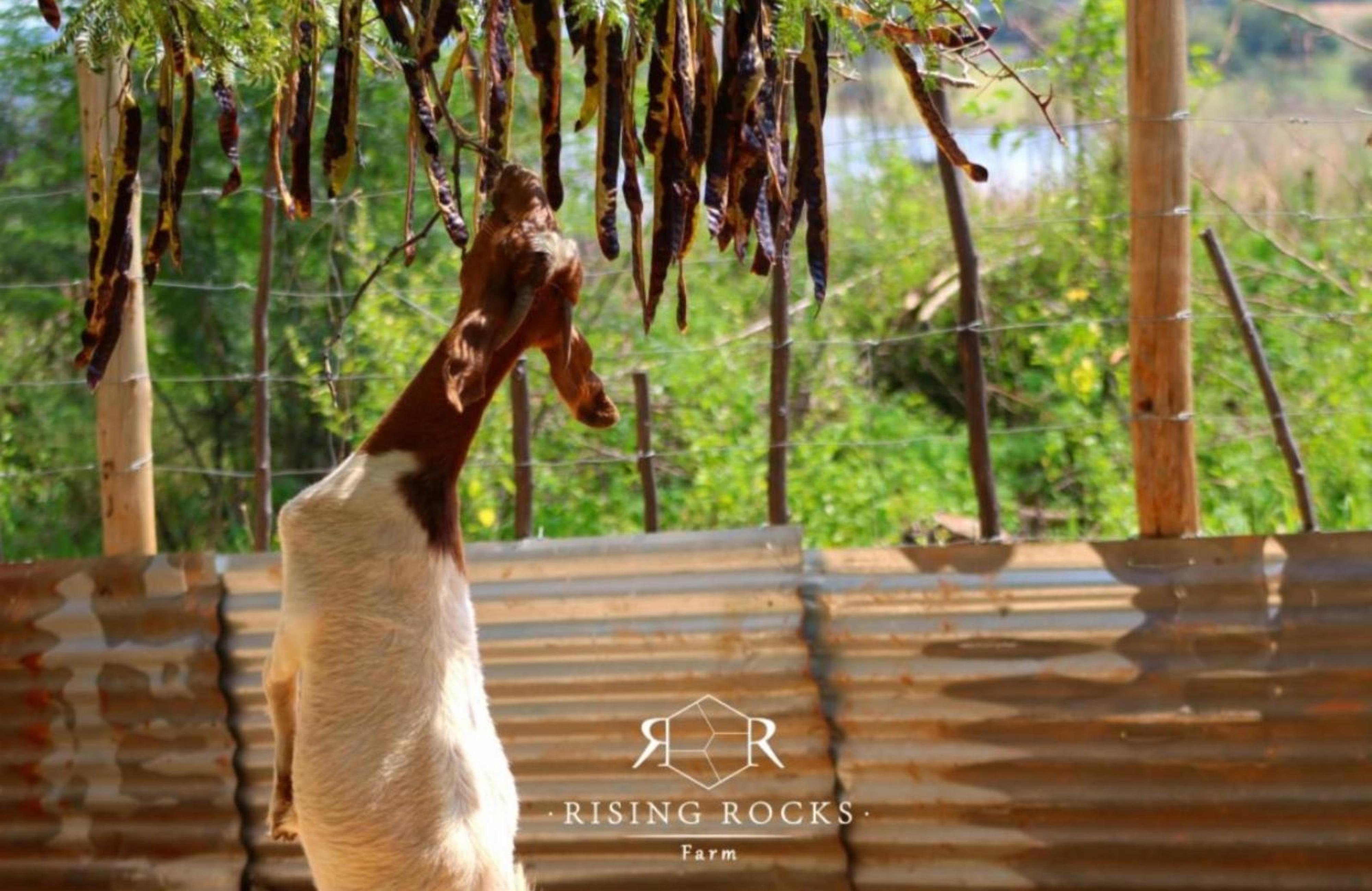 Rising Rocks Farm, photo 15