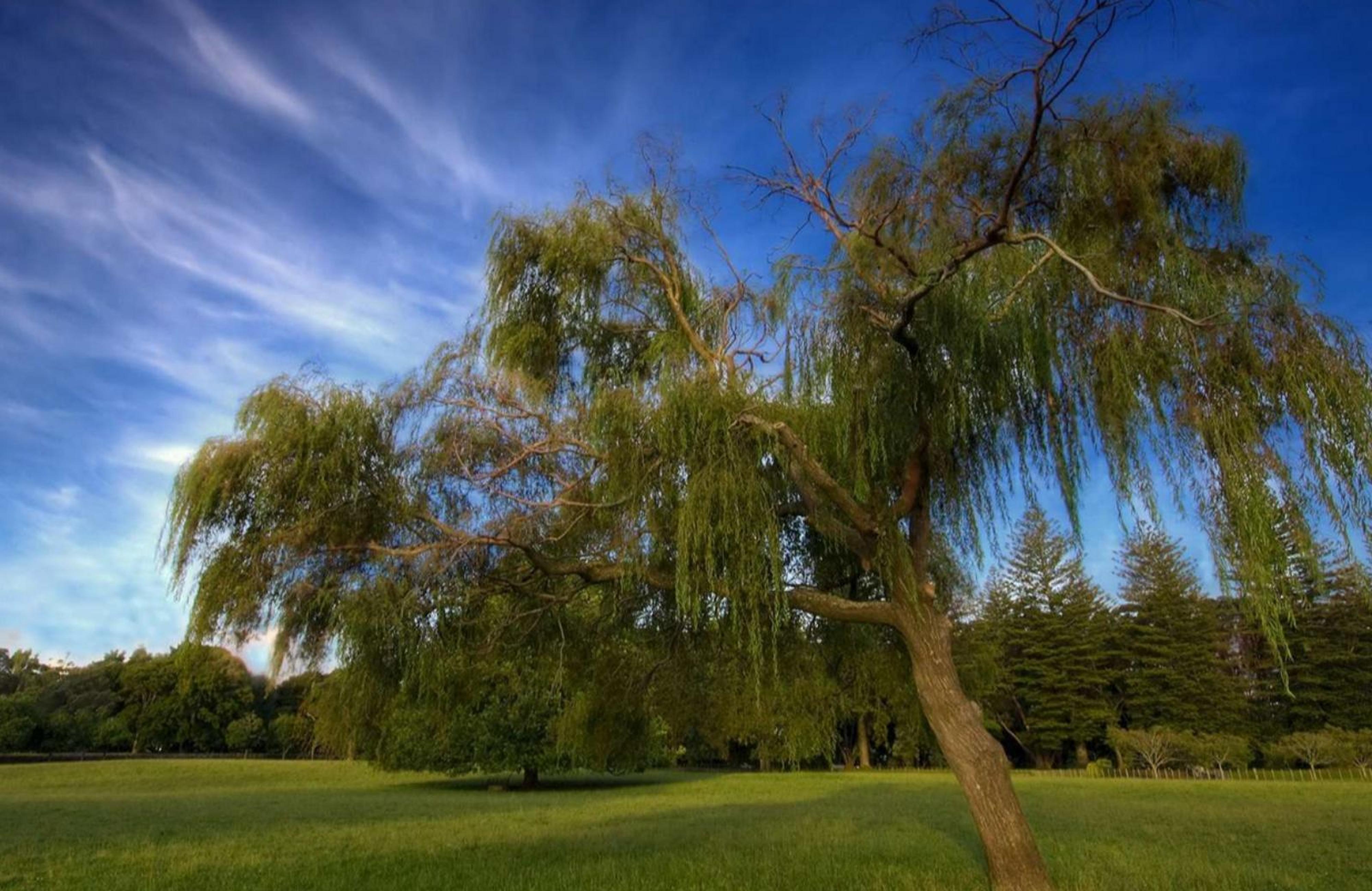 Pecan Grove, photo 10