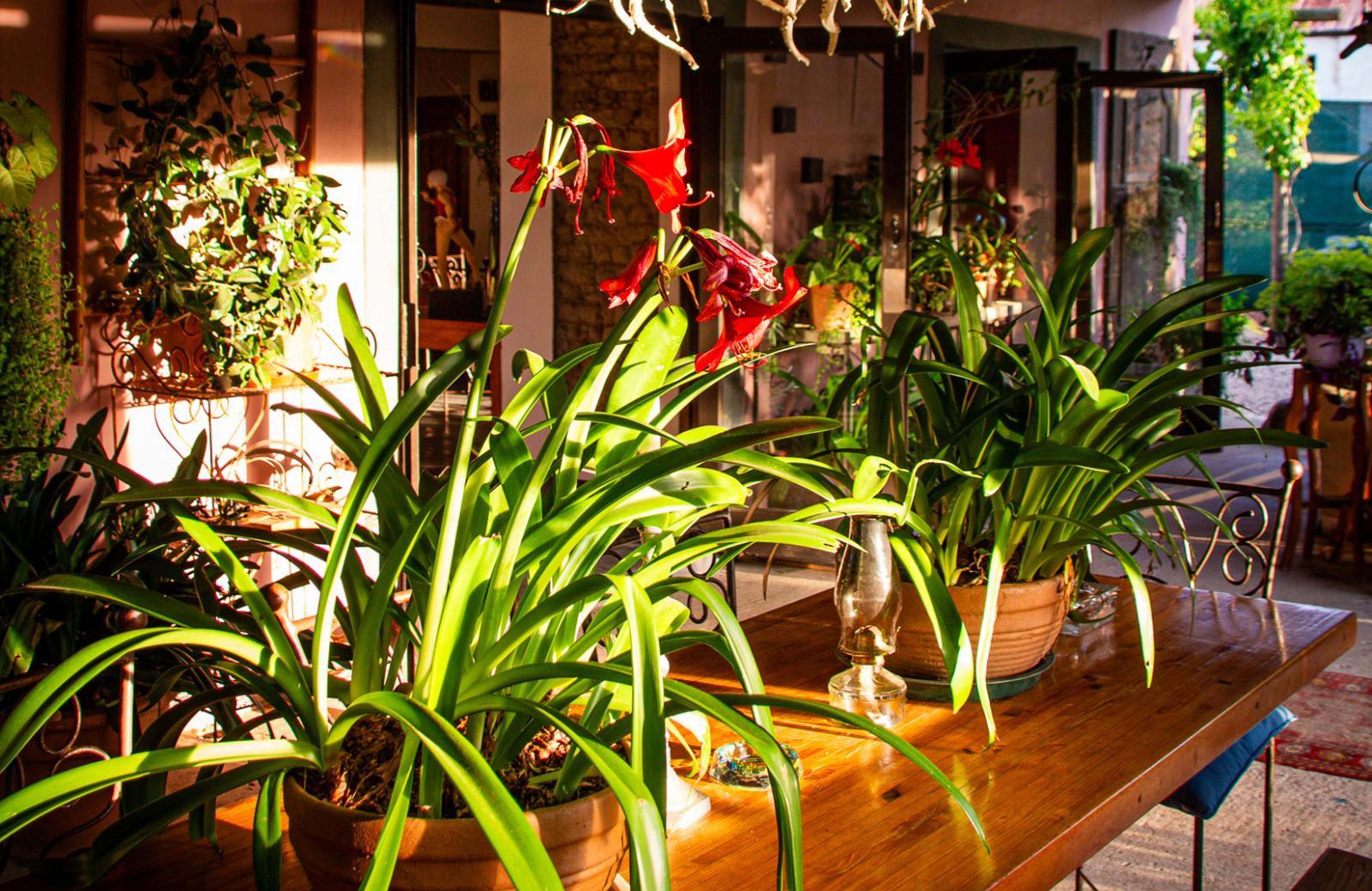 Ebonymoon Guest House & Studio, photo 20