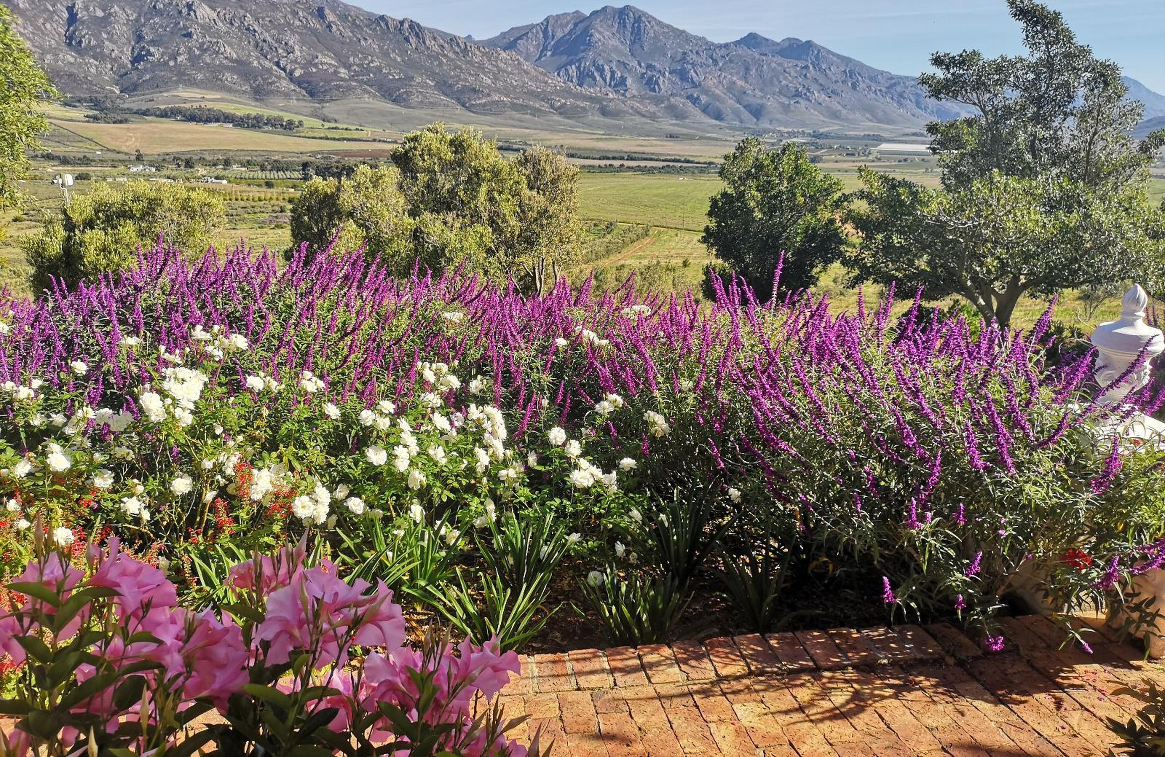 Paradise in the Winelands, photo 4