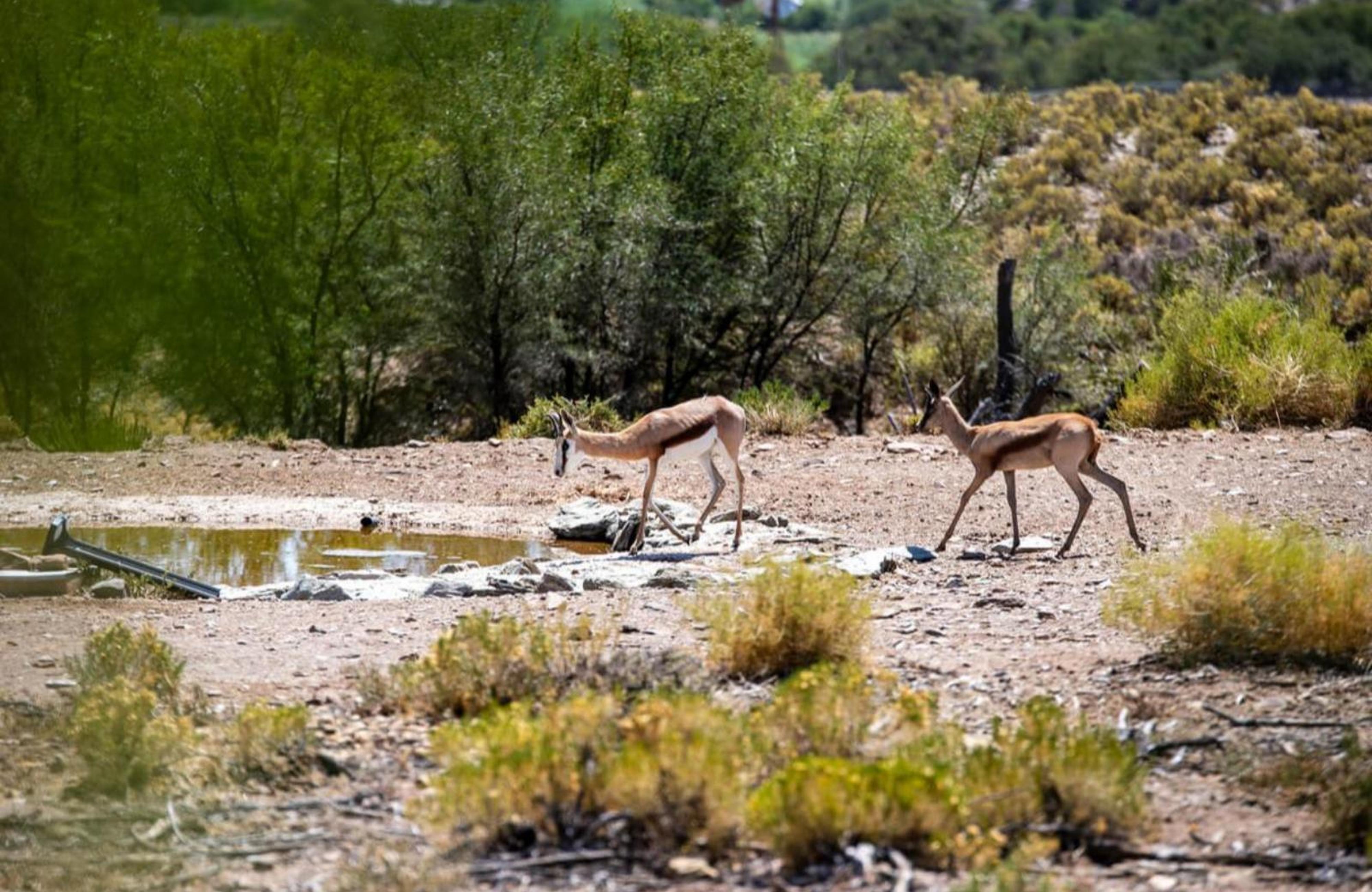 Aardvark Bioreserve, photo 3