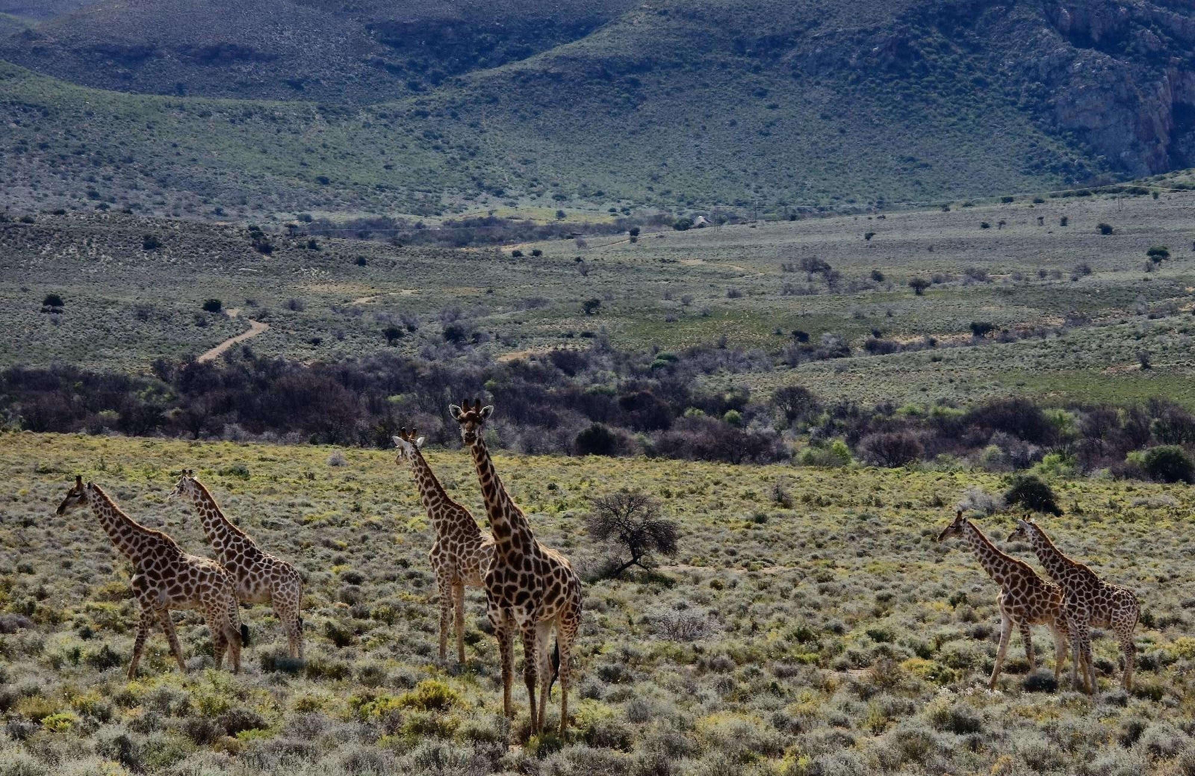 Elandspoort Private Game Reserve, photo 5