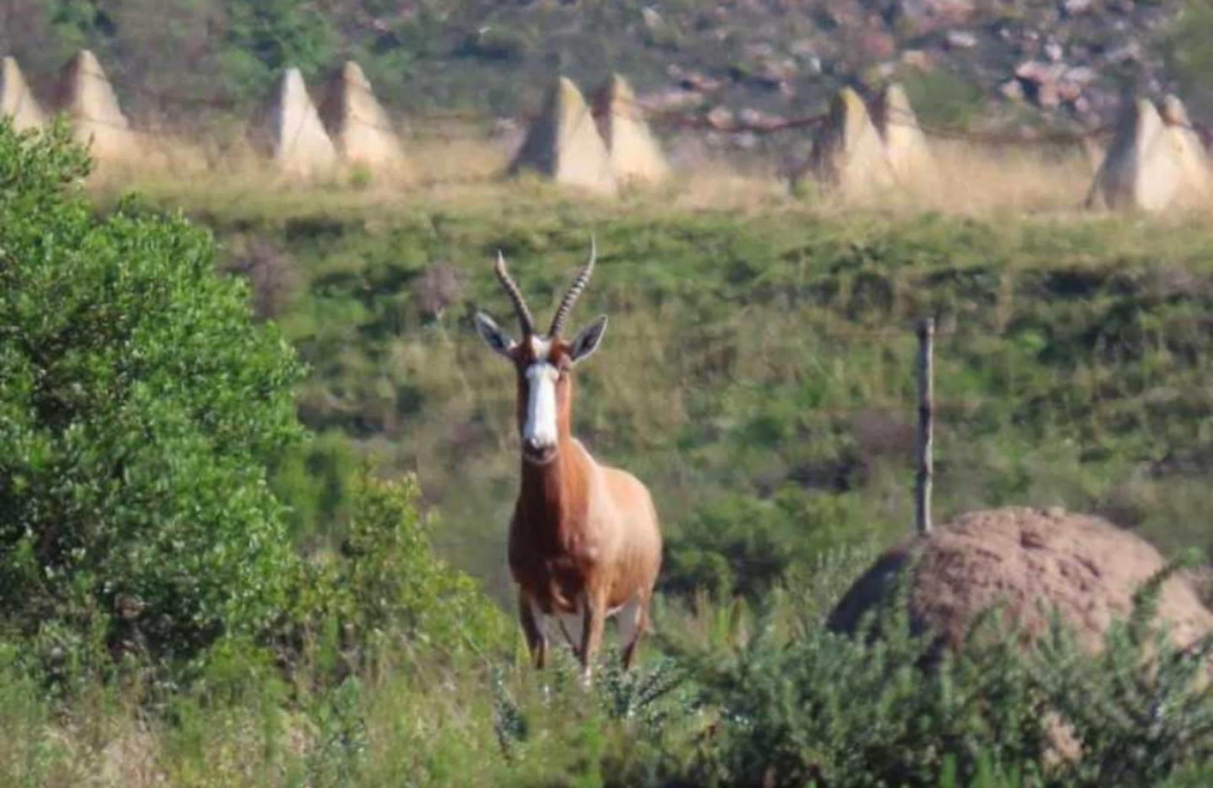 BushBuck Farm, photo 12