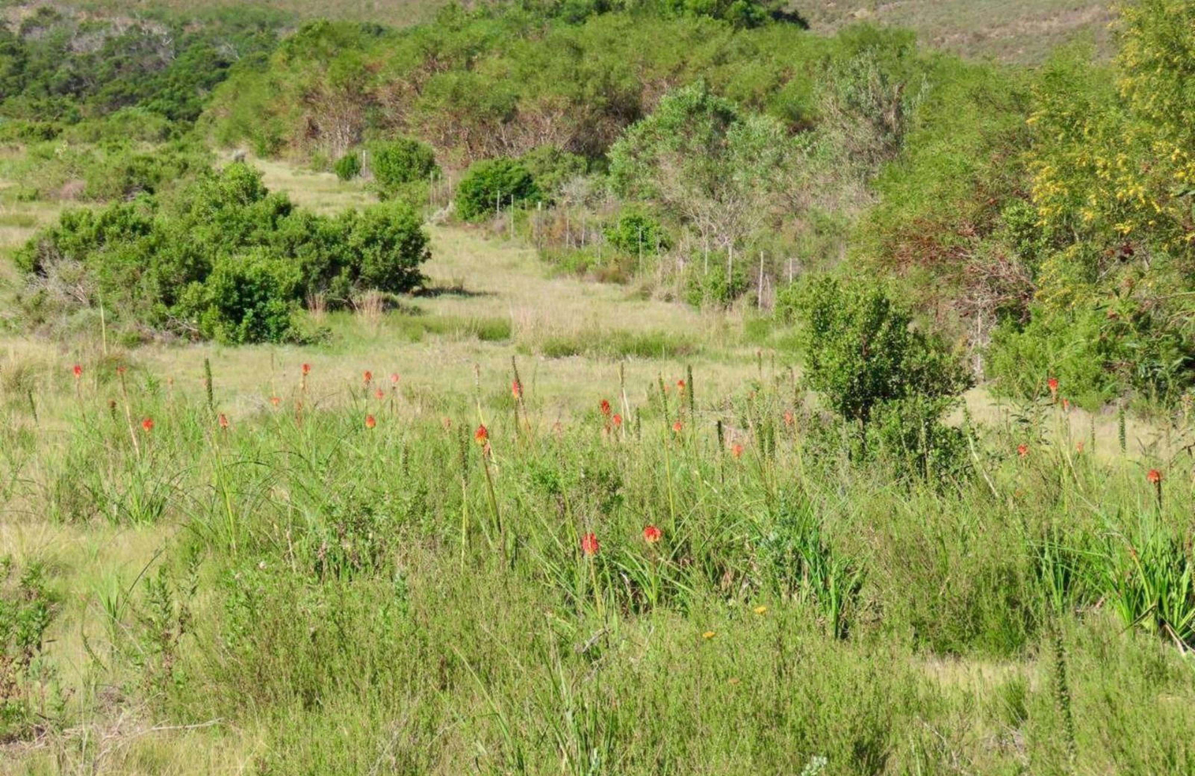 BushBuck Farm, photo 6