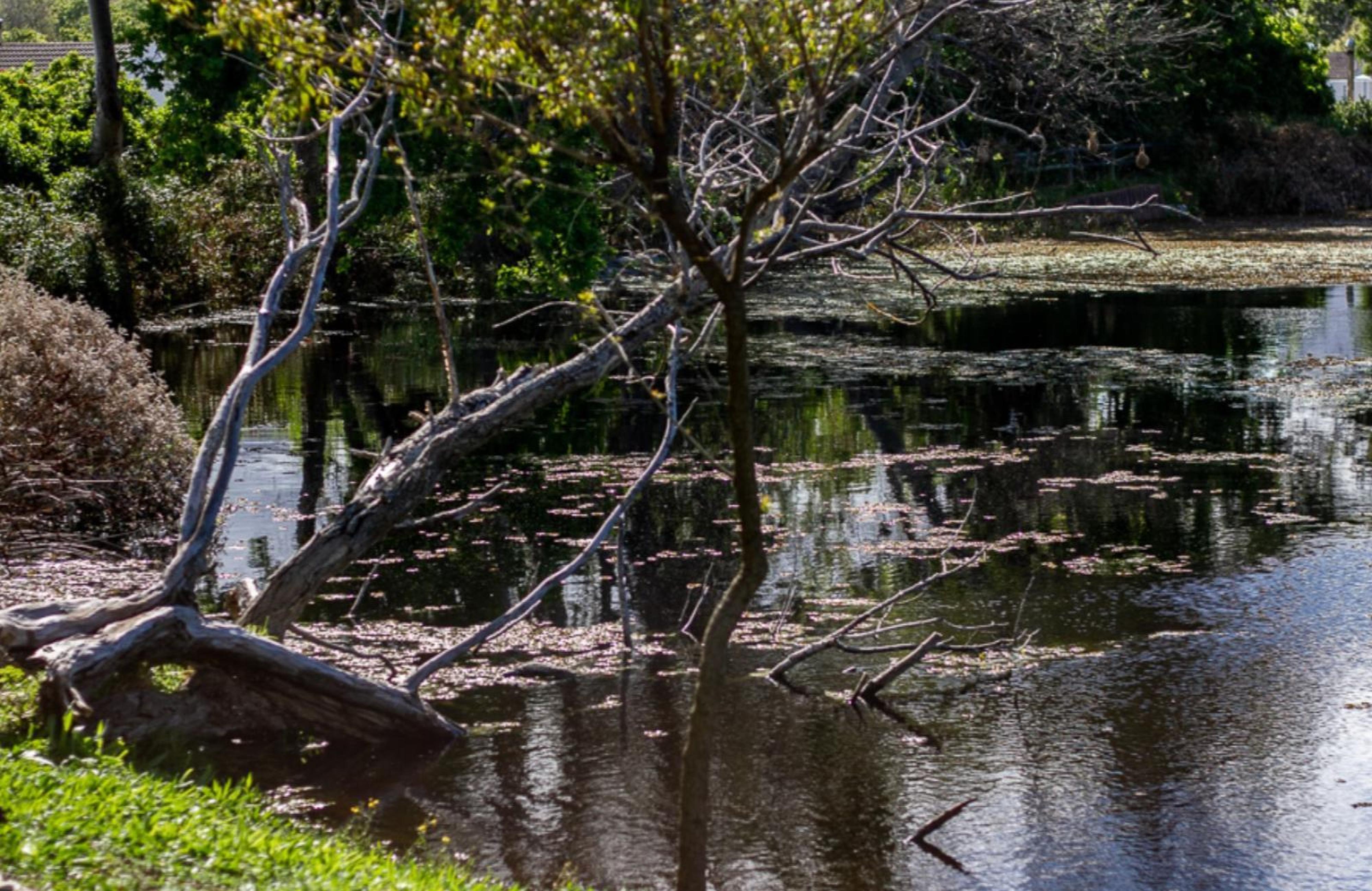 Silvertree Stays, photo 13