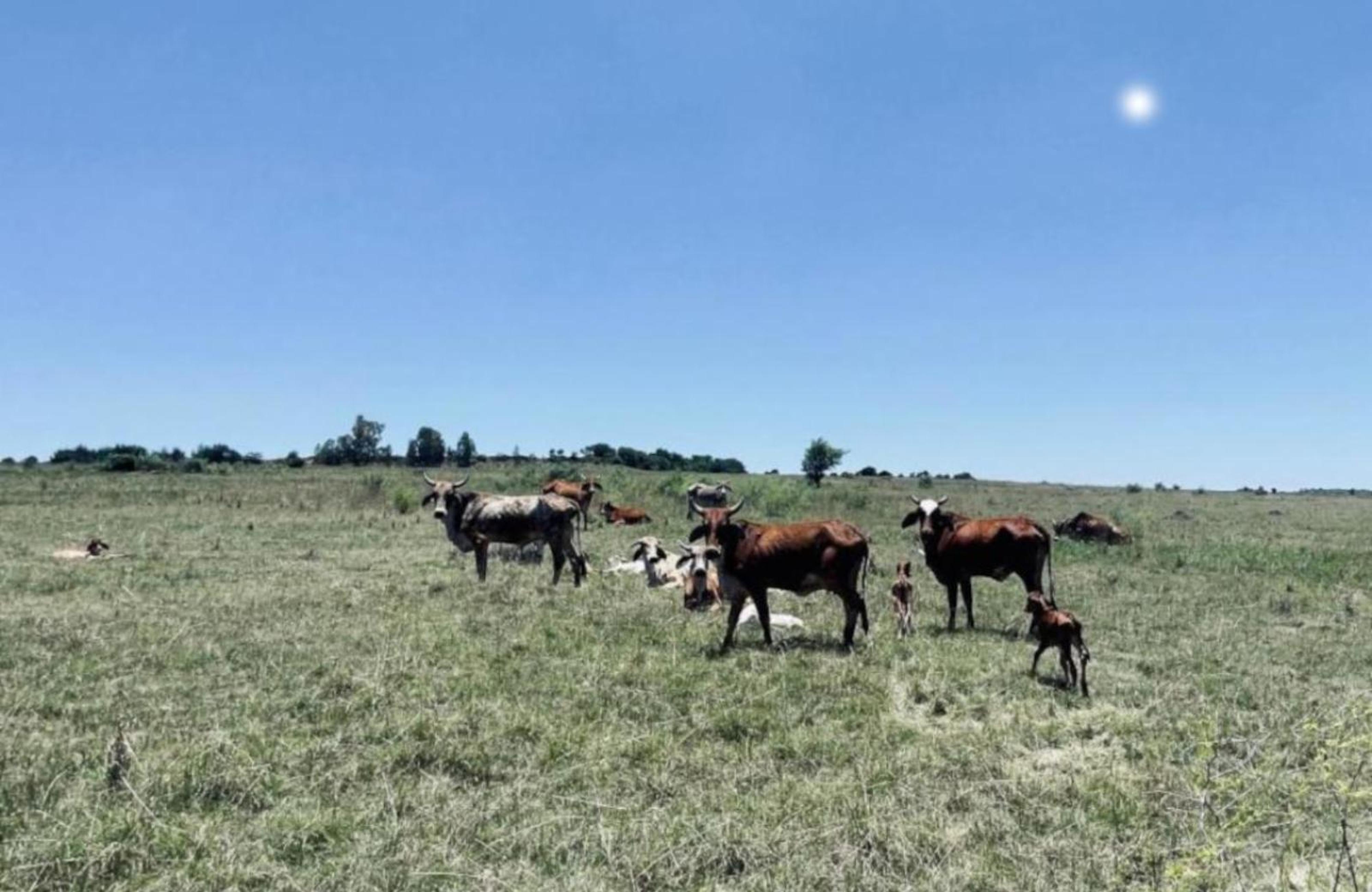 40 Acres Guest Farm, photo 4