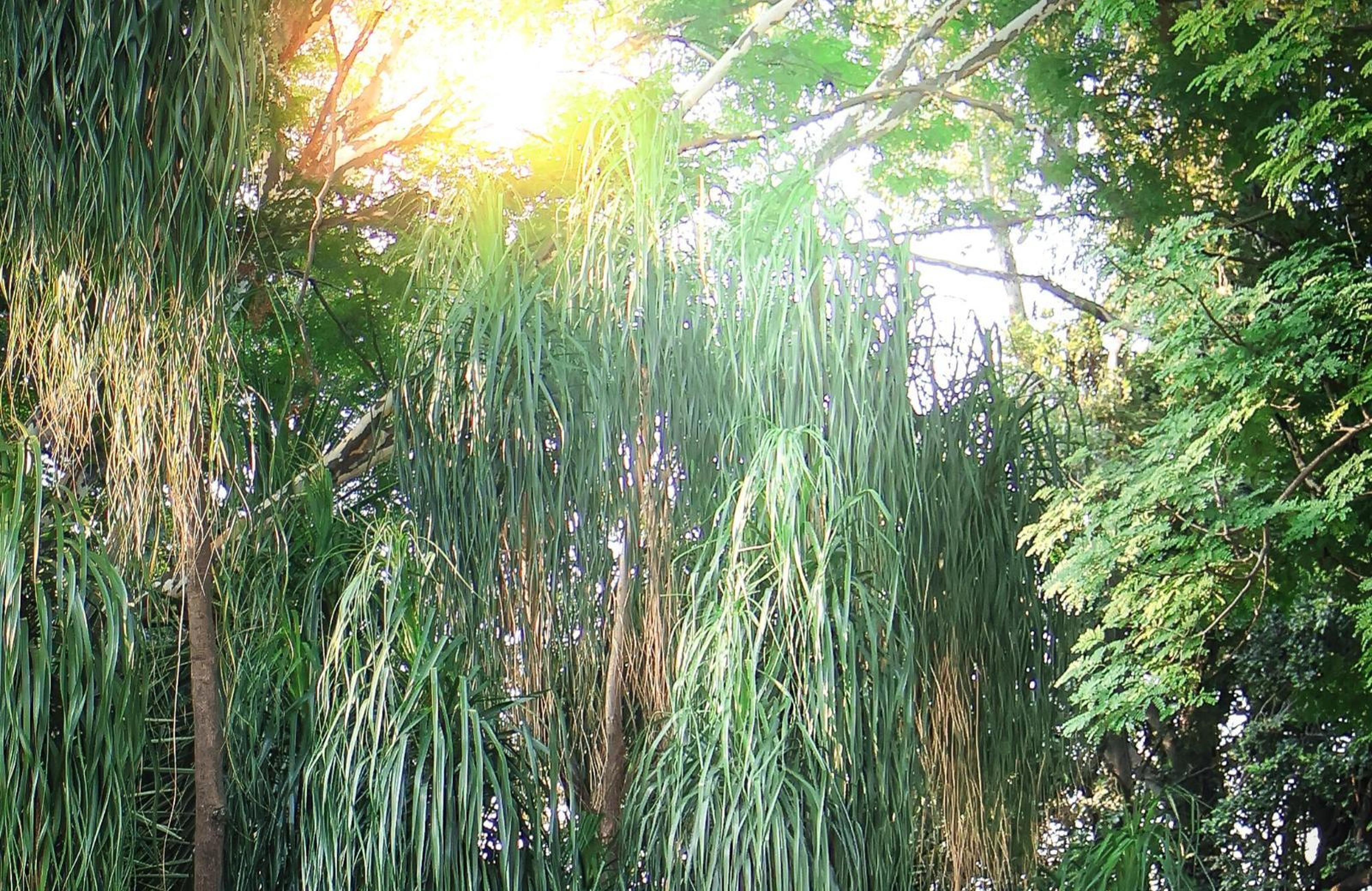 Phomola Guesthouse, photo 2