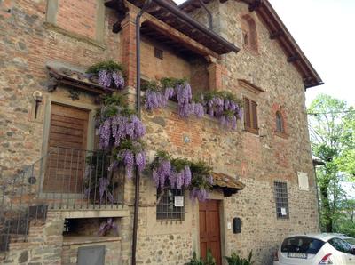 Il Glicine