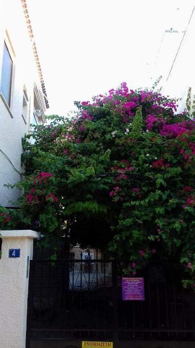 Aegina's Flowers house
