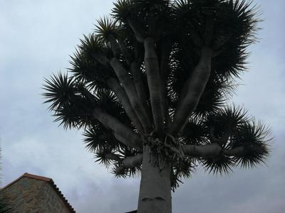 Casa El Drago-TAFIRA BAJA