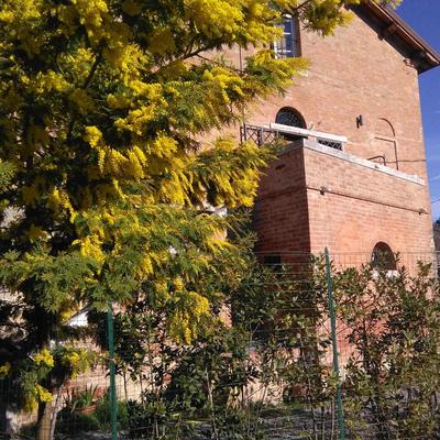 L'Albero Di Gamelì