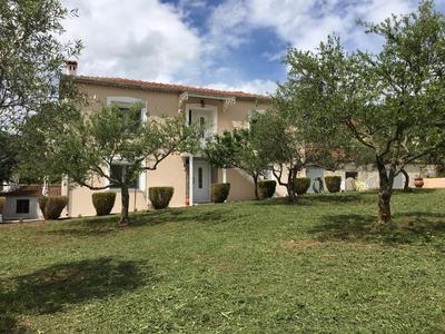 Olive Grove