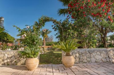 Olive Tree Apartment