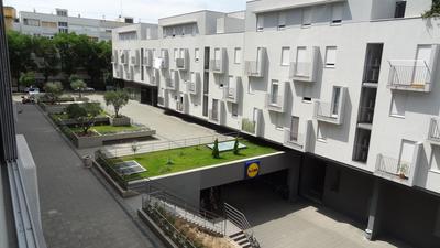 Cvit Jadrana