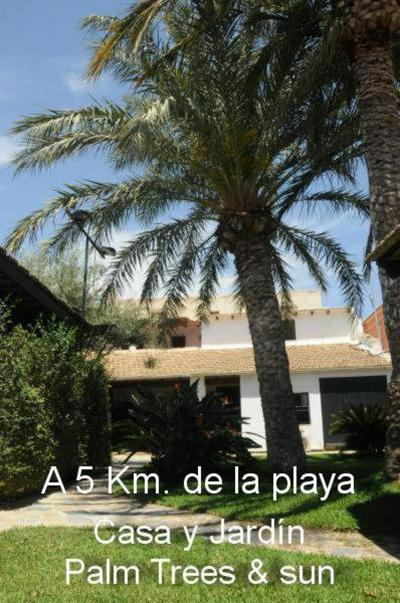 Sun & Palm Trees