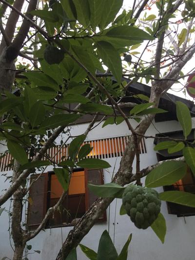 Banboran Plantation Pool Villa