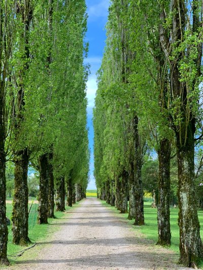 The Poplar Alley