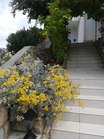 Apartmani Ivić Paka Rab