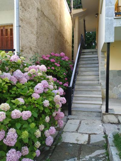 The House with the Hydrangeas
