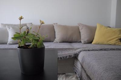 Black & Yellow Apartment at City Center